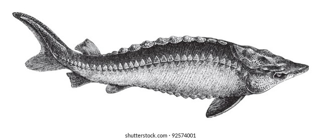 European Sturgeon (Acipenser Sturio) / vintage illustration from Meyers Konversations-Lexikon 1897