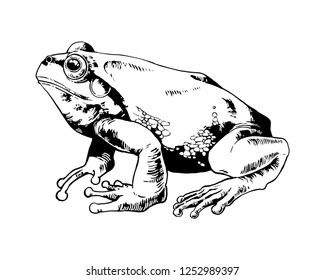 European tree frog. Highly detailed vector hand drawn illustration.