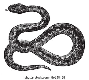 European Viper or Vipera berus, vintage engraved illustration. Trousset encyclopedia (1886 - 1891).