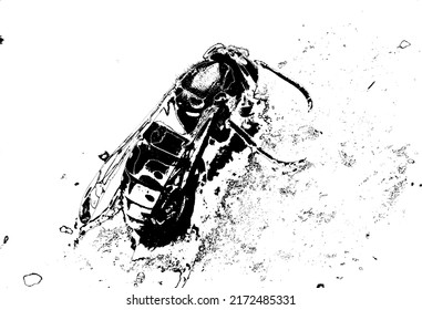 
European Wasp Photography Vector Work