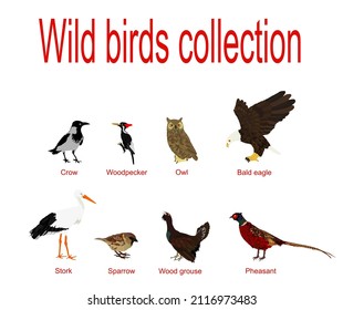 European wild birds collection vector illustration isolated on white background. Continental North America birds set symbol. Stork,crow, owl, bald eagle, stork, sparrow, wood grouse, pheasant. svg