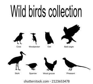 European wild birds collection vector silhouette illustration isolated on white background. Continental North America birds set symbol. 