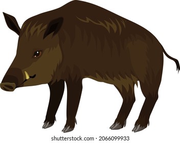 Boar silvestre europeo (Sus scrofa) aislado de fondo blanco