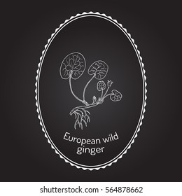 European wild ginger (Asarum europaeum), or asarabacca, , hazelwort, medicinal herb. Hand drawn botanical vector illustration
