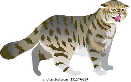 The European wildcat ,Felis silvestres,  wild cat species native to continental Europe - Vector