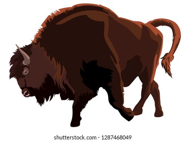 European wisent. Vector illustration