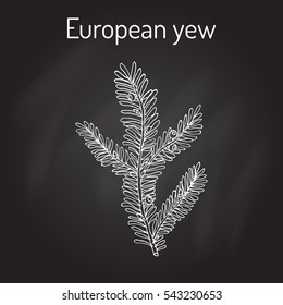 European yew (Taxus baccata), poisonous plant. Hand drawn botanical vector illustration