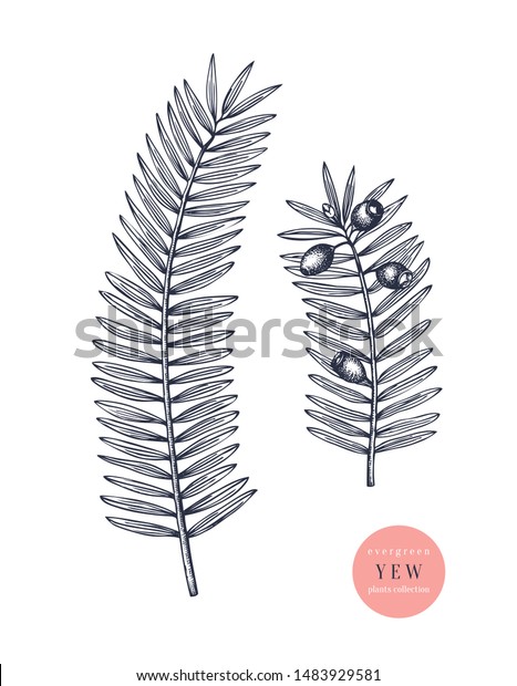 European yew vector illustration. Evergreen tree
botanical drawing. Hand drawn conifer plant. Perfect for Christmas
design, greeting cards, banner, decoration or packaging. Vintage
outline.