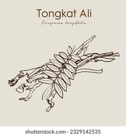 Eurycoma longifolia, roots and green leaves have medicinal properties.Tongkat Ali or Pasak Bumi, medicinal plant. Hand drawn botanical vector illustration svg