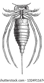 Eurypterus, fossil characteristic of the Upper English Silurian, vintage engraved illustration. From the Universe and Humanity, 1910.
