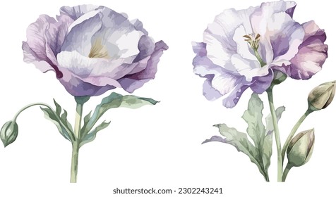 Eustoma Blumenklammer, einzelne Vektorgrafik.