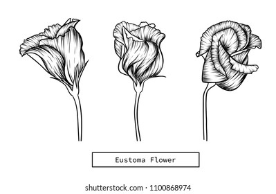 Eustoma Flower Isolated  drawing.Vector, illustration and clip art on white backgrounds.Idea for business visit card, typography vector,print for t-shirt.