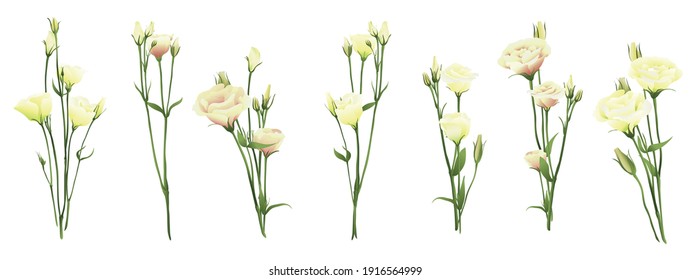 Eustoma lisianthus prairie gentian realistic 3d isolated on white big vector illustration set Bouquet compilation part Invitation design Flower template symbol Wedding florist element flower innocence