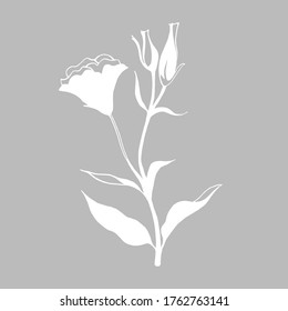 Eustomia flowers in hand drawn sketch style. Isolated on grey background. White vector elements for design.