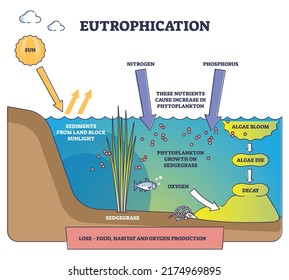 Eutrophication process explanation and water pollution stages outline diagram. Labeled educational freshwater ecosystem contamination with nitrogen, phosphorus and algae bloom vector illustration.