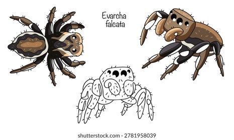 Evarcha falcata. Three small jumping spiders with compact bodies and short, powerful legs, hand-drawn. They have very large eyes and a dark brown coloration. Isolated vector.