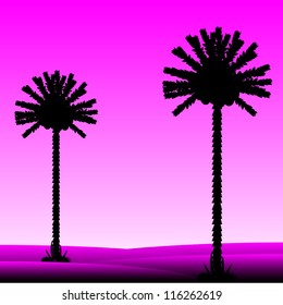 Evening in desert with silhouettes of palms
