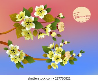Evening in the garden blooming cherry . Sakura