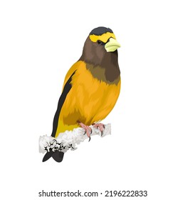 Evening Grosbeak  bird vector illustration