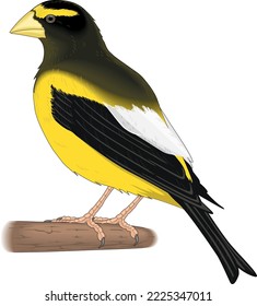 Evening Grosbeak on Perch Vector Illustration