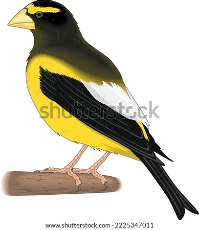 Evening Grosbeak on Perch Vector Illustration