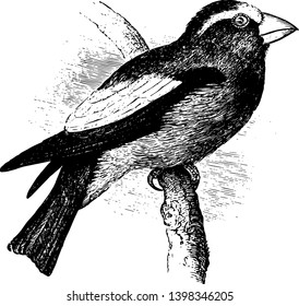 Evening Grosbeak in which lining of wings black and yellow vintage line drawing or engraving illustration.