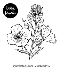 Evening primrose flower with hand drawing, sketch or vintage style