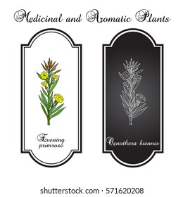 Evening primrose (Oenothera biennis), or suncups, sundrops, ornamental and medicinal plant. Hand drawn botanical vector illustration