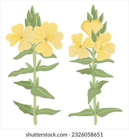 evening primrose, Oenothera, field flowers, vector drawing wild plants at white background, floral elements, hand drawn botanical illustration