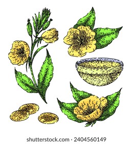 evening primrose set hand drawn. medicinal nature, medicine yellow, blossom leaf evening primrose vector sketch. isolated color illustration
