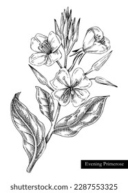 Evening primrose vector illustration. Hand drawn summer flower sketch. Wildflower drawing isolated on white background. Edible flowering plant. Traditional medicine ingredient. Floral design element 