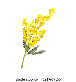 Evergreen Acacia Dealbata or Mimosa with Bipinnate Glaucous Leaves and Globose Bright Yellow Flowerheads Vector Illustration