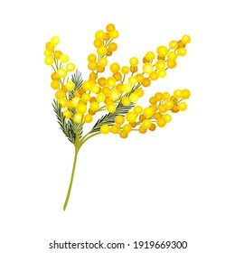 Evergreen Acacia Dealbata or Mimosa with Bipinnate Glaucous Leaves and Globose Bright Yellow Flowerheads Vector Illustration