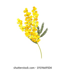 Evergreen Acacia Dealbata or Mimosa with Bipinnate Glaucous Leaves and Globose Bright Yellow Flowerheads Vector Illustration