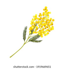 Evergreen Acacia Dealbata or Mimosa with Bipinnate Glaucous Leaves and Globose Bright Yellow Flowerheads Vector Illustration