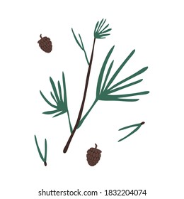 Evergreen autumn pine branches and cones from tree vector illustration