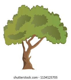 
Evergreen beautiful paperbark maple tree flat icon 
