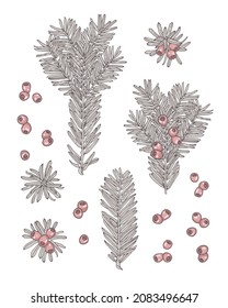 Evergreen branch of yew, fir with red berries. Set of design elements for Christmas, New Year decoration. Vintage graphic, hand-drawn style.