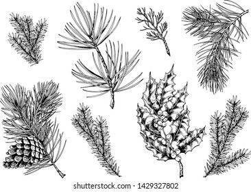 Evergreen branches collection. Pine, cedar, fir, thuja and holly berry plants. Hand drawn vector illustration. Isolated elements for design.