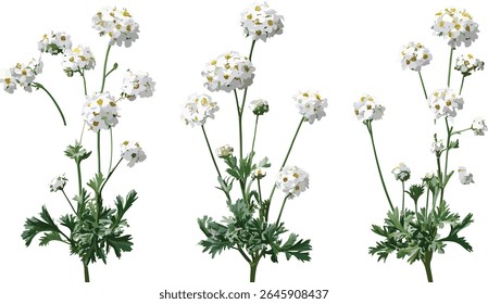 Iberis sempervirens, corte de arbusto perene, planta isolada, folhagem de jardim, planta florida, elemento paisagem, ilustração botânica, ilustração vetorial, design da natureza.