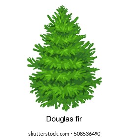 Evergreen christmas tree Grand fir or pine, xmas forest plants with branch isolated  on white  background vector illustration