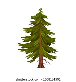 Evergreen Coniferous Fir Tree with Exuberant Foliage Vector Illustration