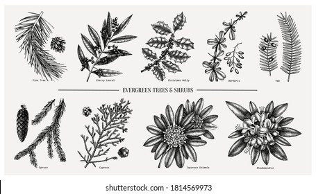 Evergreen and conifers plants collection. Vintage Christmas elements set. Vector botanical illustration with leaves, conifers, branches, flowers, cones. For winter decoration or greeting cards design.