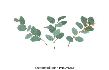 Evergreen Eucalyptus Branch with Waxy Glaucous Leaves Vector Set