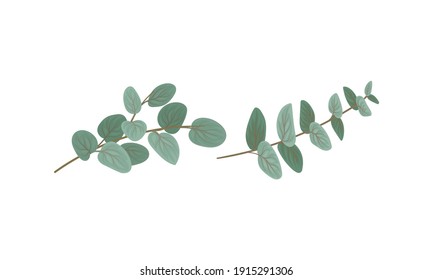 Evergreen Eucalyptus Branch with Waxy Glaucous Leaves Vector Set