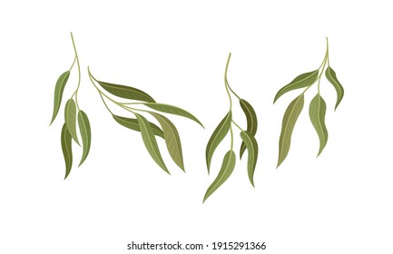 Evergreen Eucalyptus Branch with Waxy Glaucous Narrow Leaves Vector Set
