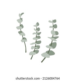 Evergreen eucalyptus branches with roundish glaucous leaves. Set of hand drawn plants isolated on white background. Boho style decorative vector flat illustration.