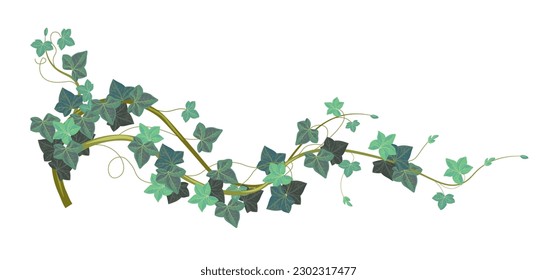 Evergreen Eurasian climbing plant, isolated ivy foliage and leaves. Hedera vegetation, flowers with leaves, stems and twigs, branches and foliage. Botany decor vector in flat style illustration