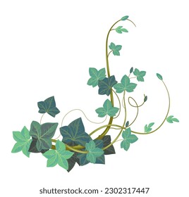 Evergreen exotic botany, isolated ivy or hedera climbing plant with foliage and leaves. Vegetation with twigs and branches, flowers and florist adornment, tropical florist. Vector in flat style