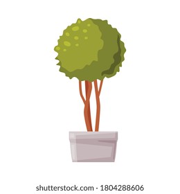 Evergreen Indoor Boxwood Tree In White Pot, Houseplant For Office, Room Decoration Vector Illustration